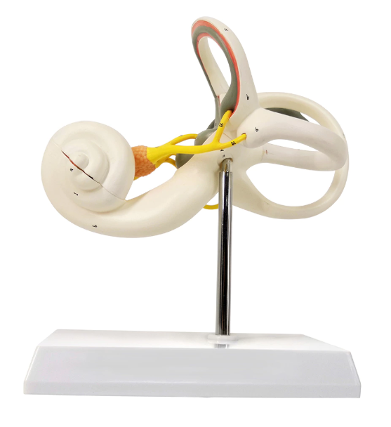 Ear model