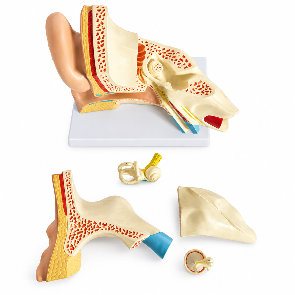 Ear model 3D