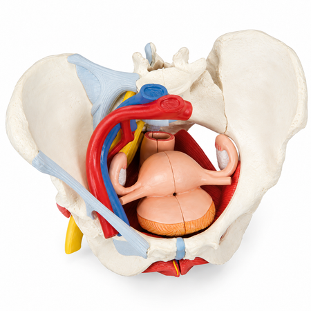 Female pelvis anatomical model
