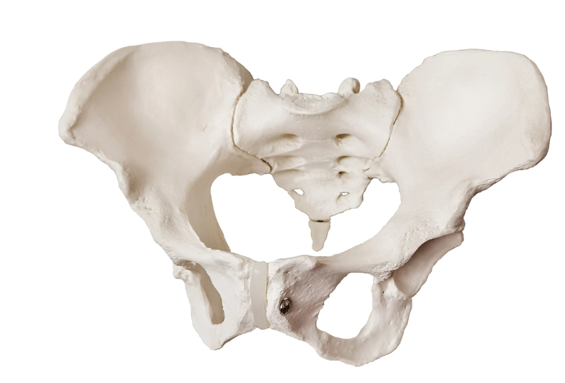 Female pelvis model
