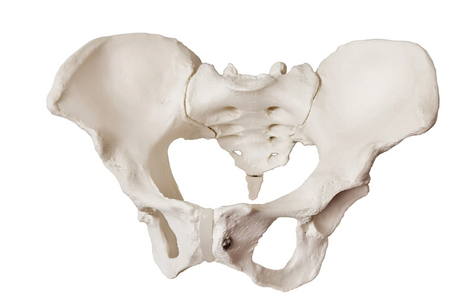 Female pelvis model