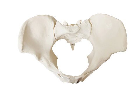 Female pelvis model