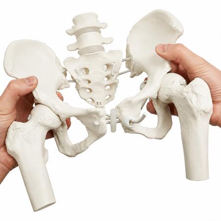 Female pelvis with flexible femoral stumps