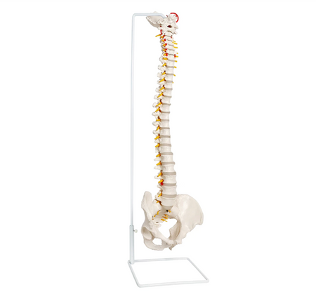 Flexible Spine model