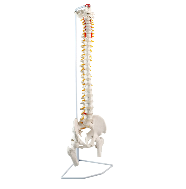 Flexible Vertebral Column with Femoral Heads
