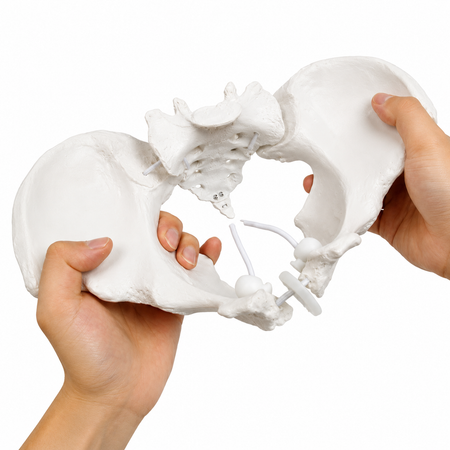 Flexible female pelvis model