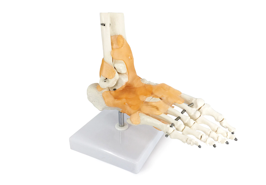 Foot Skeleton Model with Ligaments