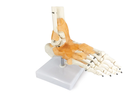 Foot Skeleton Model with Ligaments