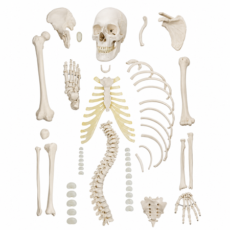 Full-Size disarticulated Human Skeleton 