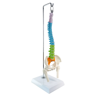Half-size flexible spinal column model
