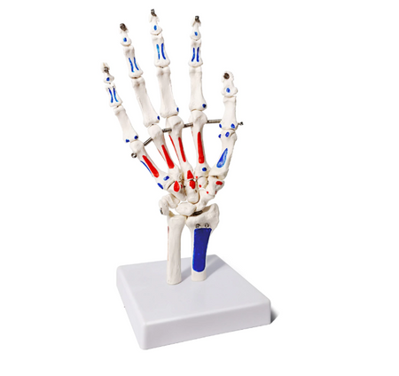  Hand Skeleton model with Muscle Markings