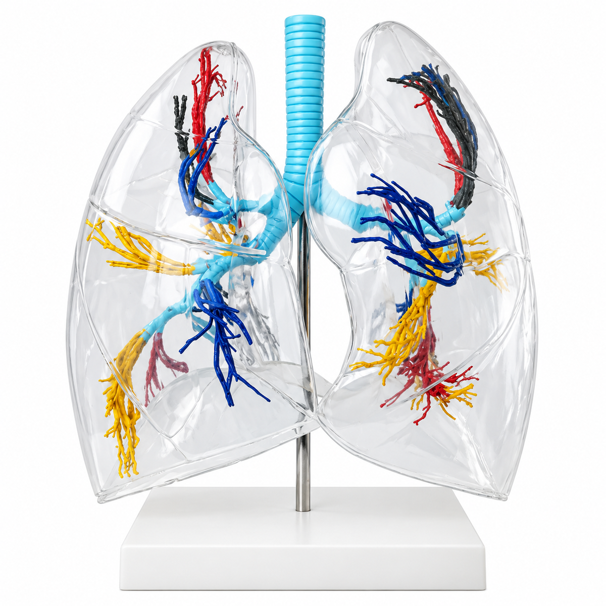Human Bronchial Tree & Transparent Lung Anatomical Model