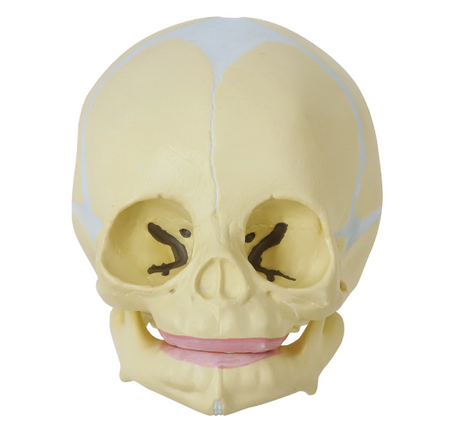 Human Fetal Skull