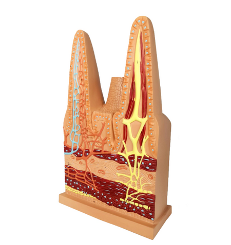 Human Intestinal Villi Anatomical Model
