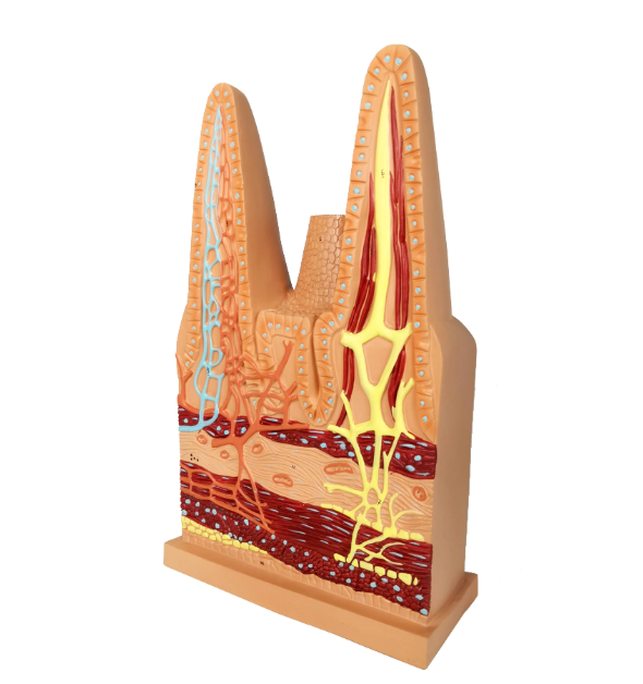 Human Intestinal Villi Anatomical Model