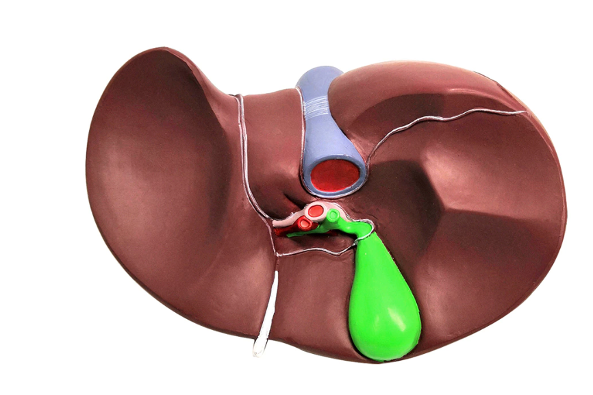 Human liver and gallbladder anatomical model