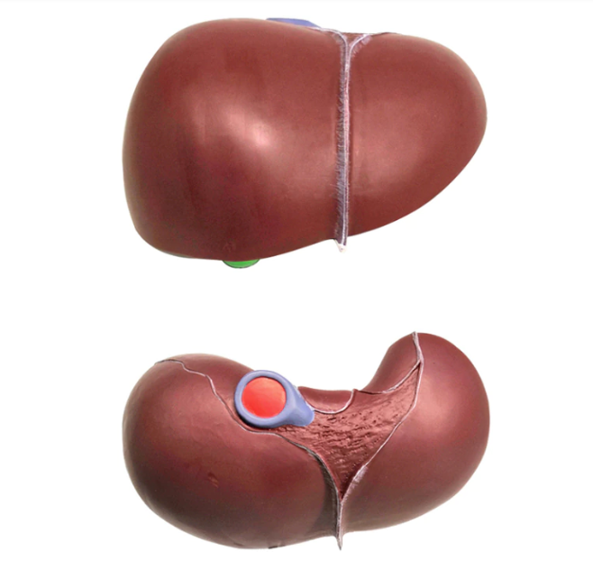Human liver and gallbladder anatomical model