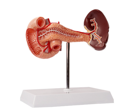 Human pancreas, duodenum and spleen anatomical model