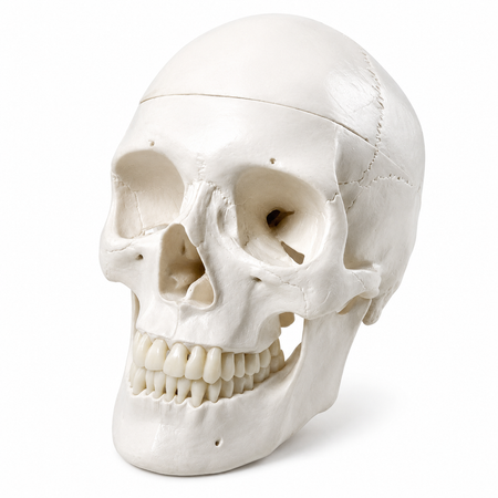 Human skull model 3 parts