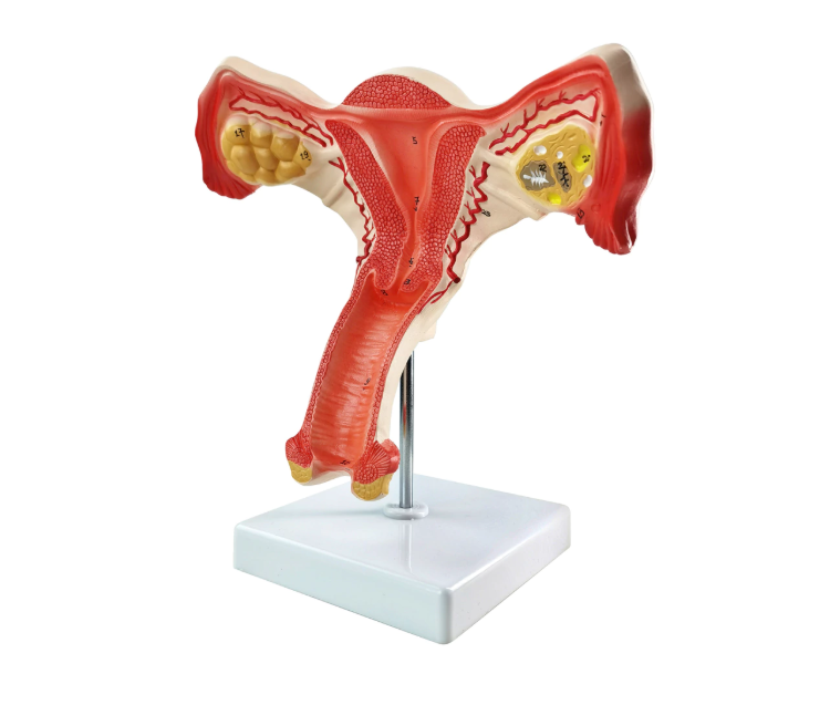 Internal Female Reproductive Organs model