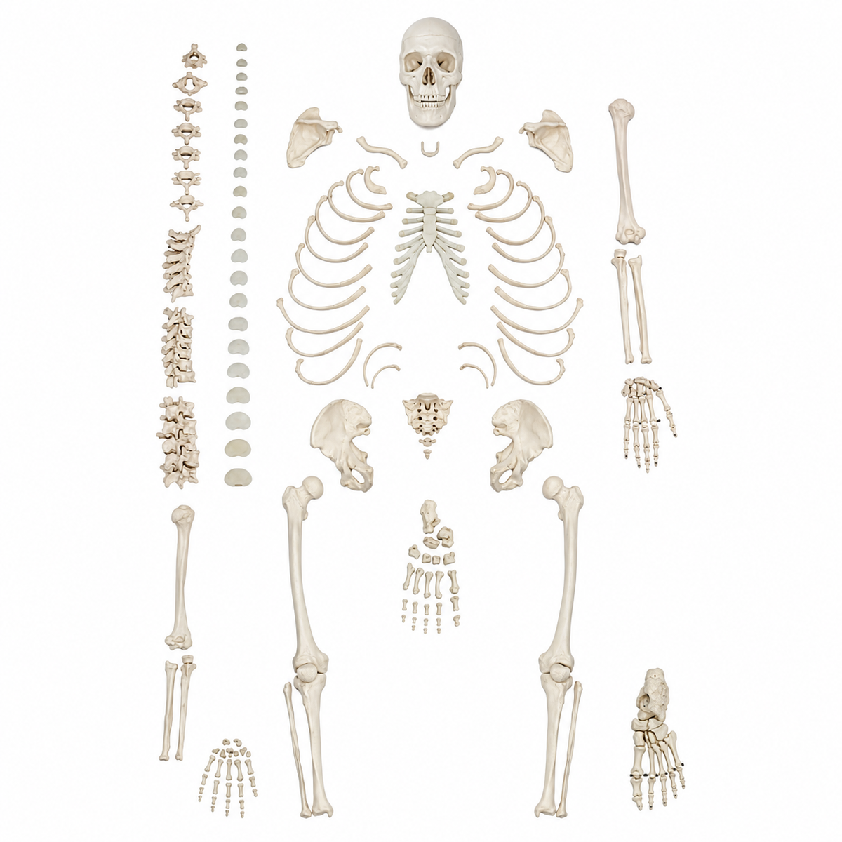 Life-Size disarticulated Human Skeleton