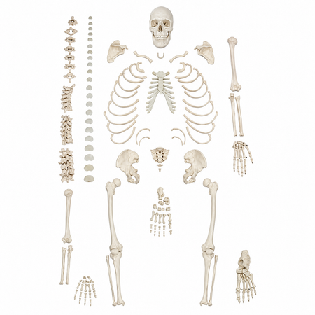 Life-Size disarticulated Human Skeleton