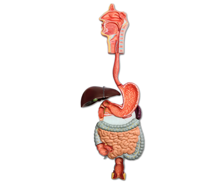 Life-size human digestive system anatomical model