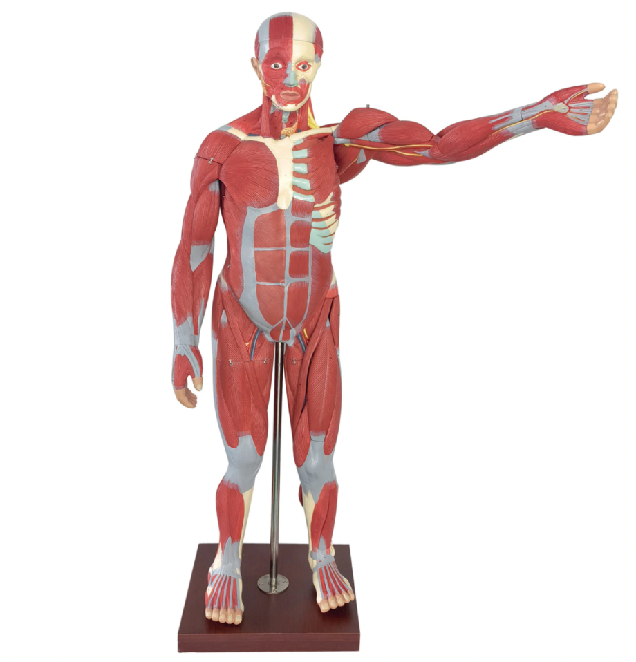 life-size muscular human anatomical model showing all major muscles
