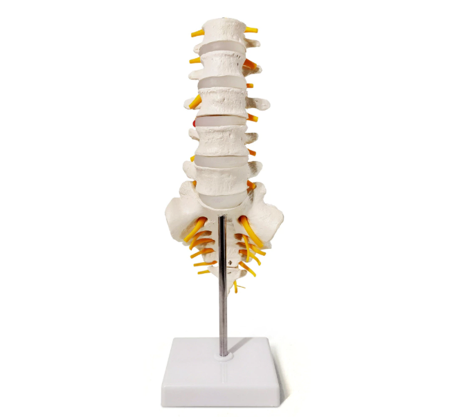 Lumbar spine model 