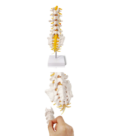 Lumbar spine model 