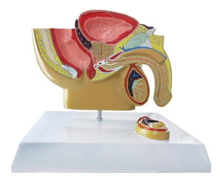  Male Pelvis Anatomical Model