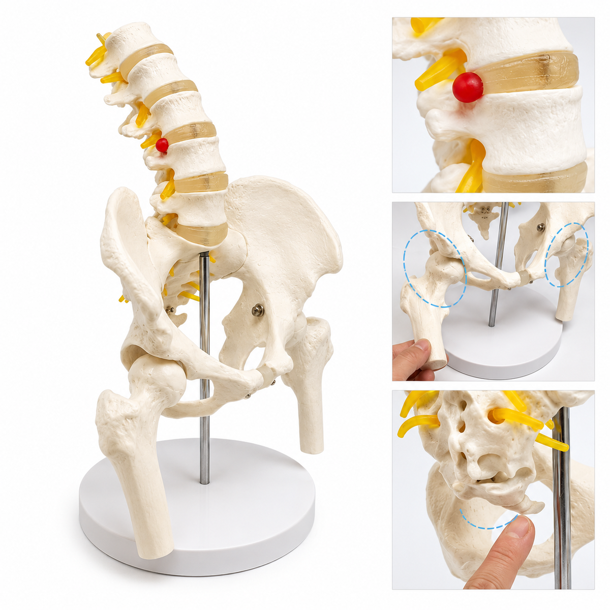 Male Pelvis With Lumbar Vertebrae