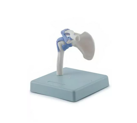 Model of Joints in Miniature