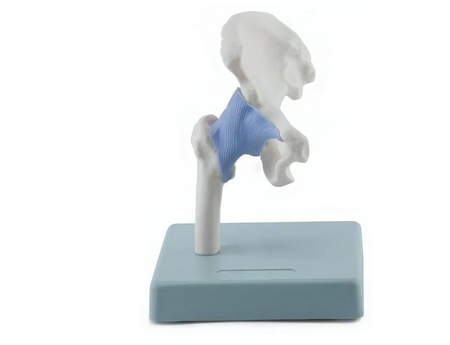 Anatomical Model of Joints 