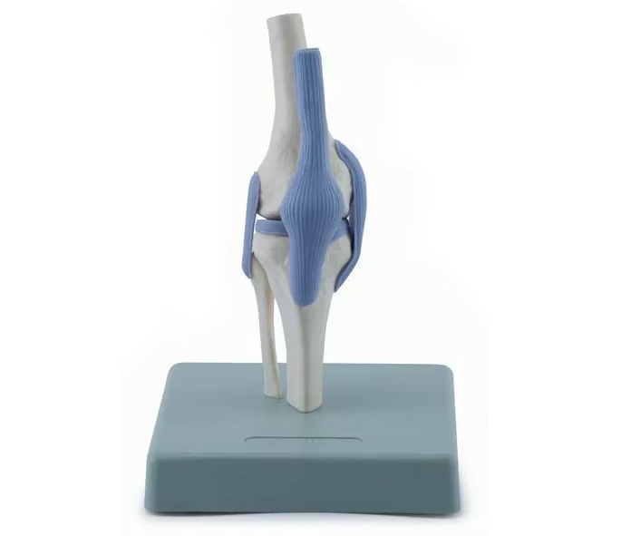 Model of Joints 