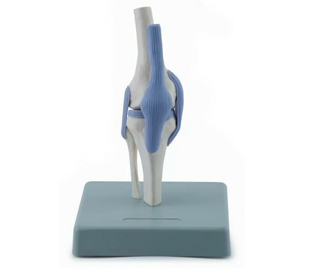 Model of Joints 