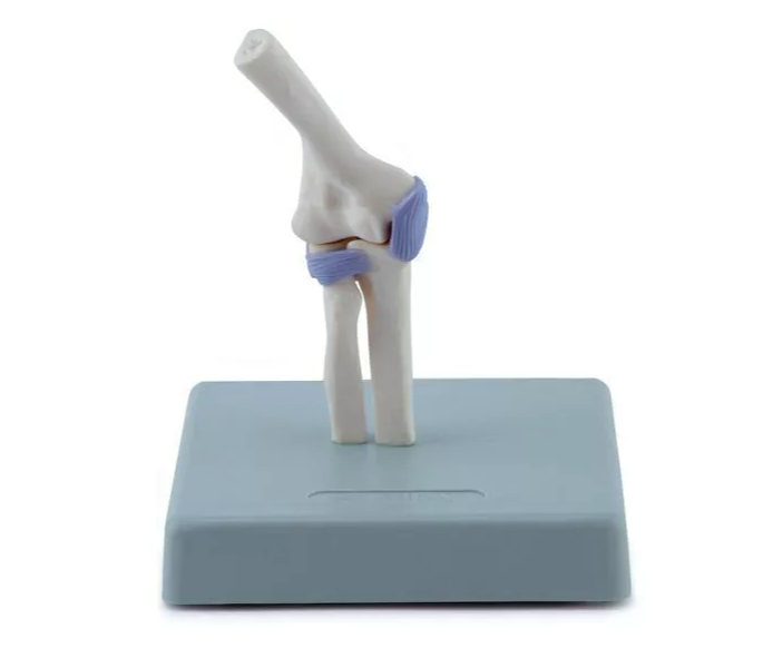 Model of Joints in Miniature