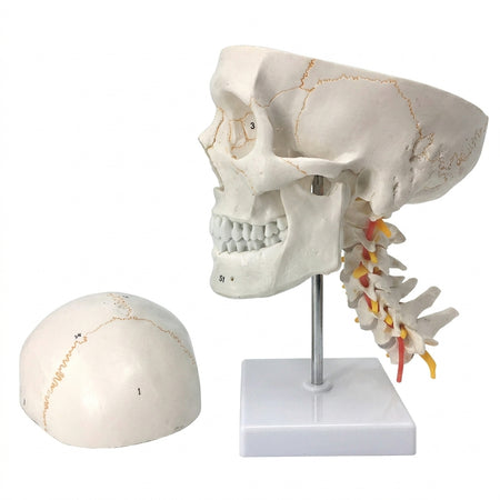  Numbered Skull Model