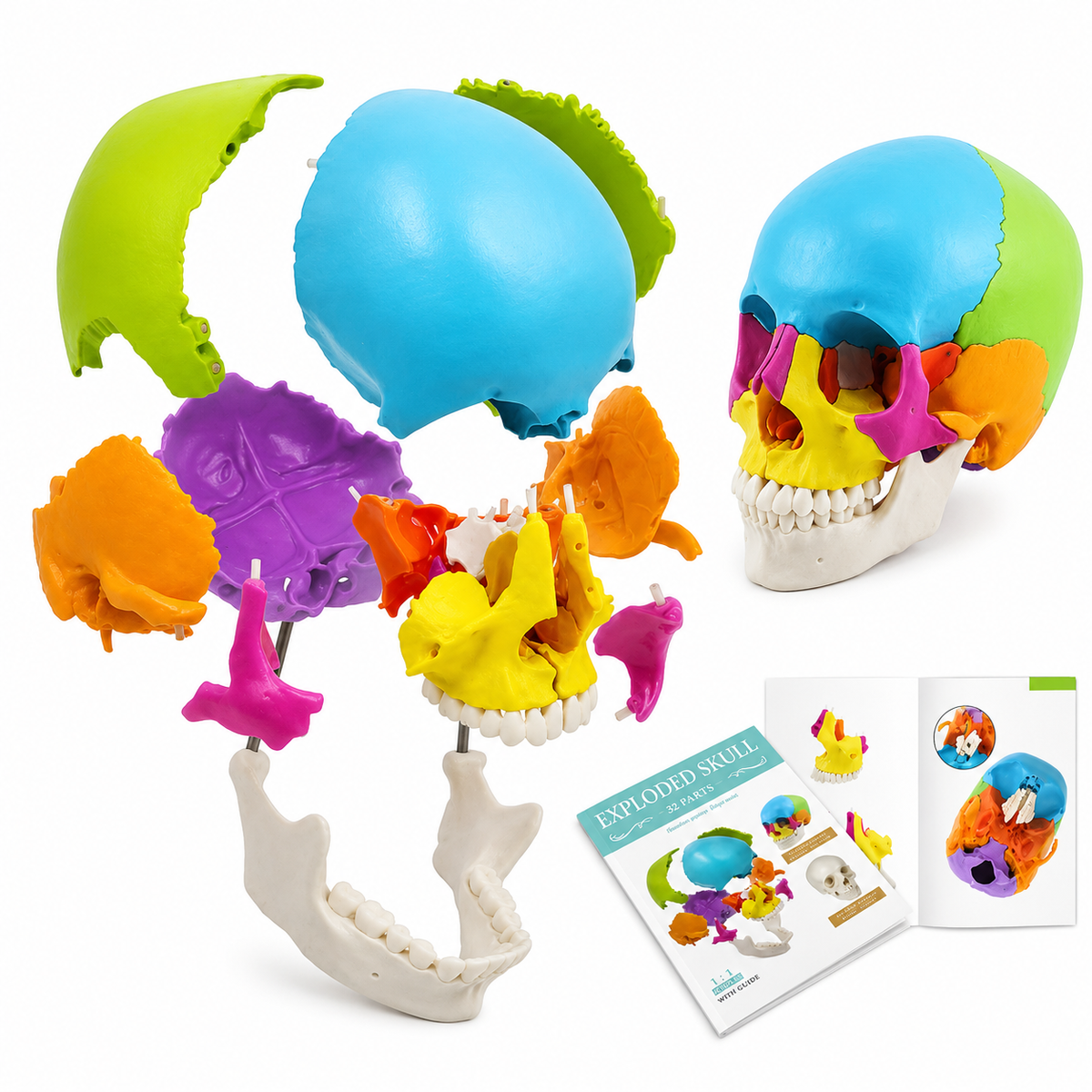 Osteopathic skull model
