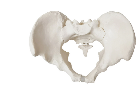 Pelvis male model