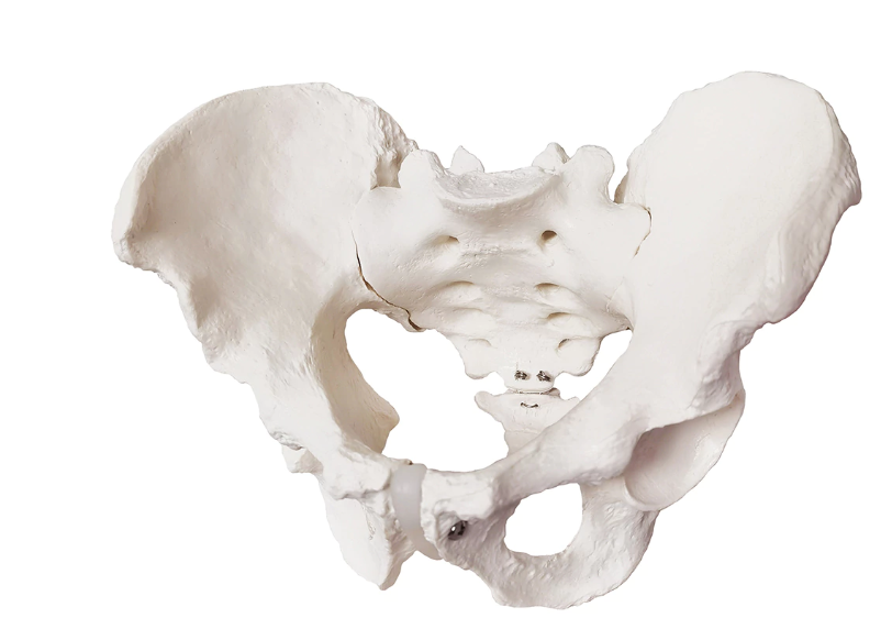 Pelvis model