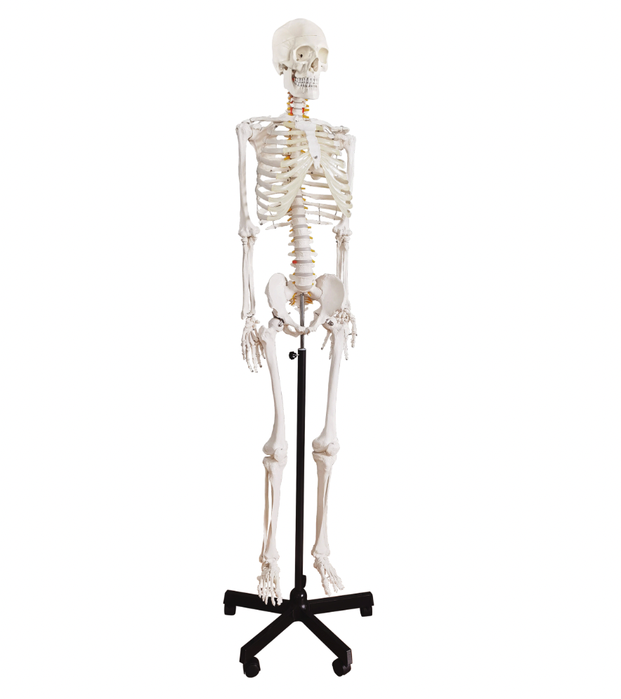 life-size full-body skeleton anatomical model  for medical training
