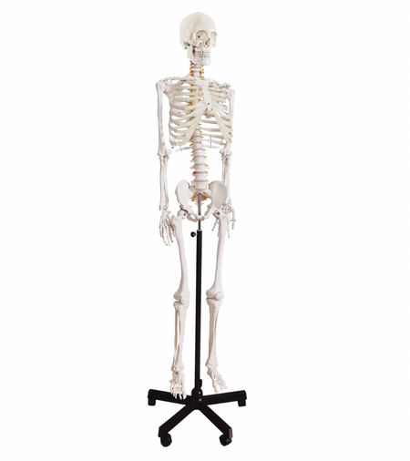 life-size full-body skeleton anatomical model  for medical training
