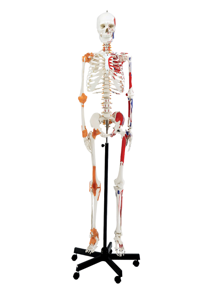 life-size anatomical skeleton with muscle and ligament markings 
