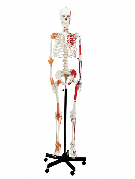 life-size anatomical skeleton with muscle and ligament markings 
