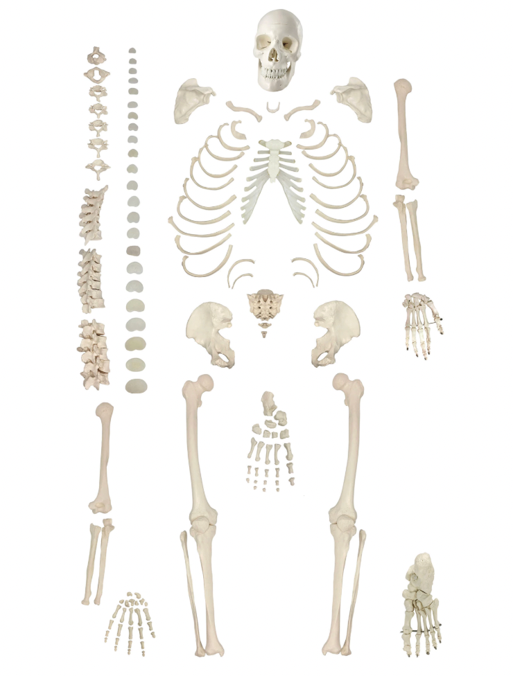 disarticulated adult skeleton set of 130 bones for anatomical study
