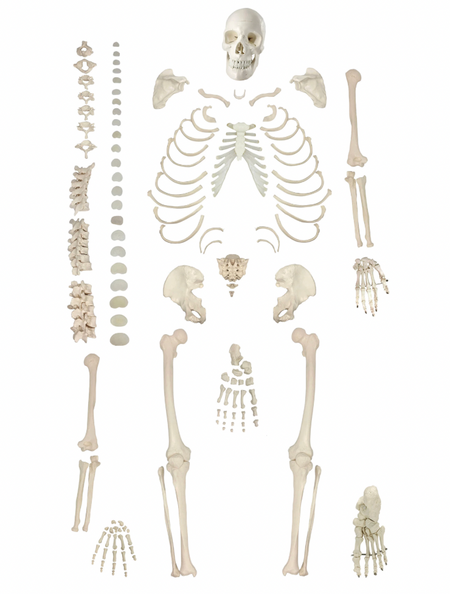 disarticulated adult skeleton set of 130 bones for anatomical study
