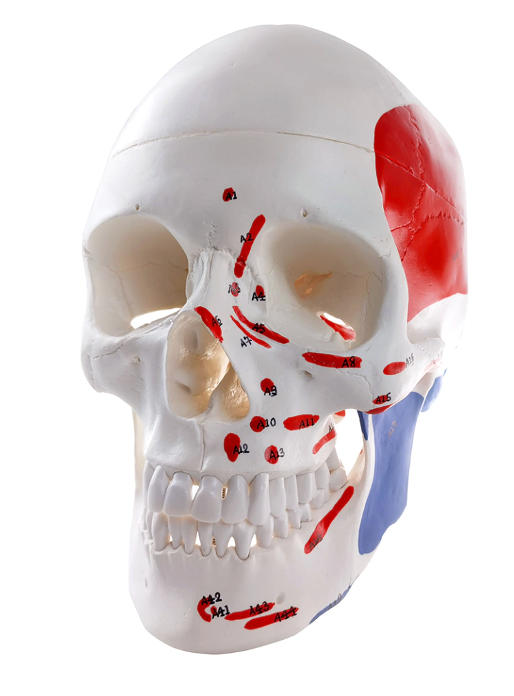 Anatomical model of a skull, in 3 parts, with muscle markings.