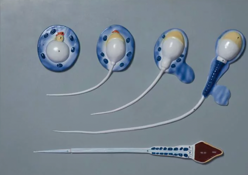educational model of sperm cell development stages for medical training
