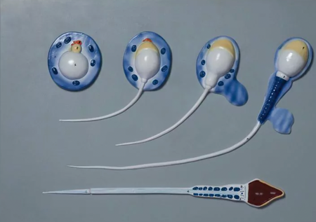 educational model of sperm cell development stages for medical training
